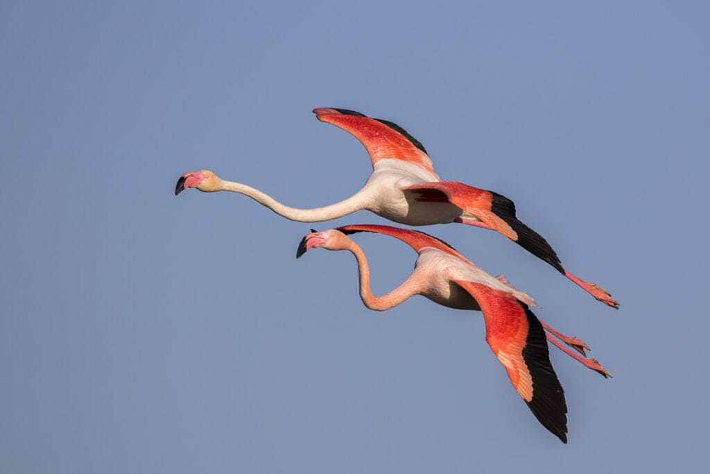 two flamingos flying