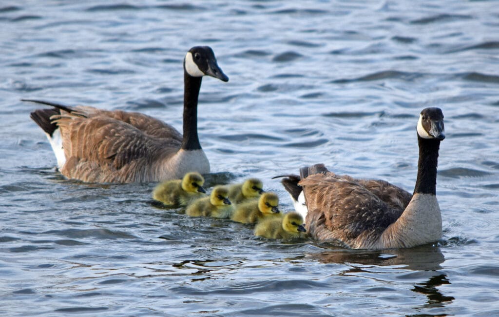 two geese with young