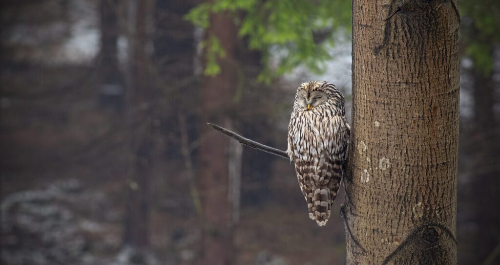 ural owl sleeping