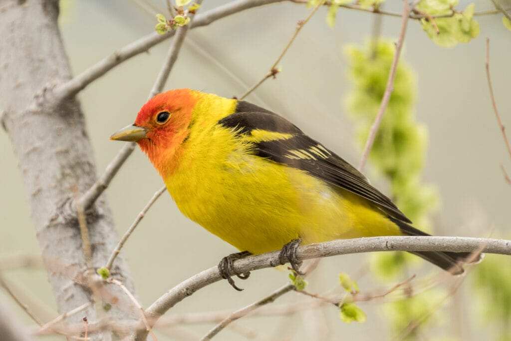 western tanager