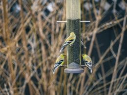 when to put out finch feeders