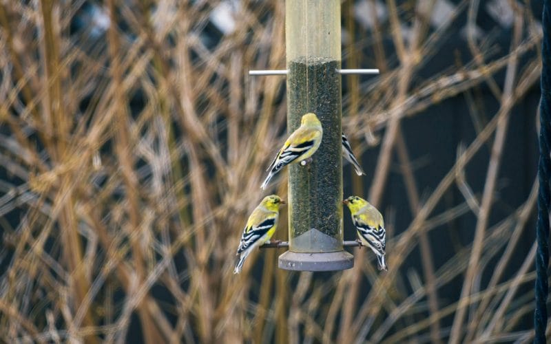 when to put out finch feeders