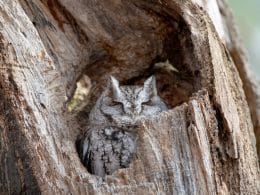 where do owls sleep during the day