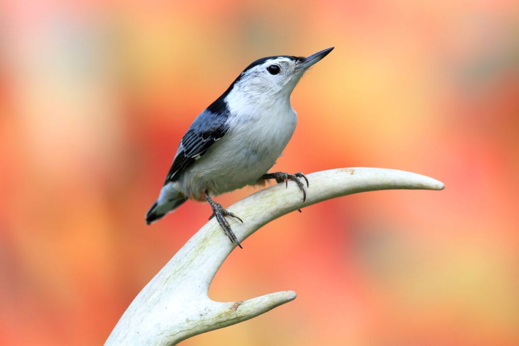 white breasted nuthatch on branch