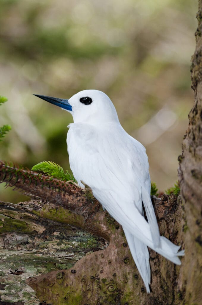 white tern