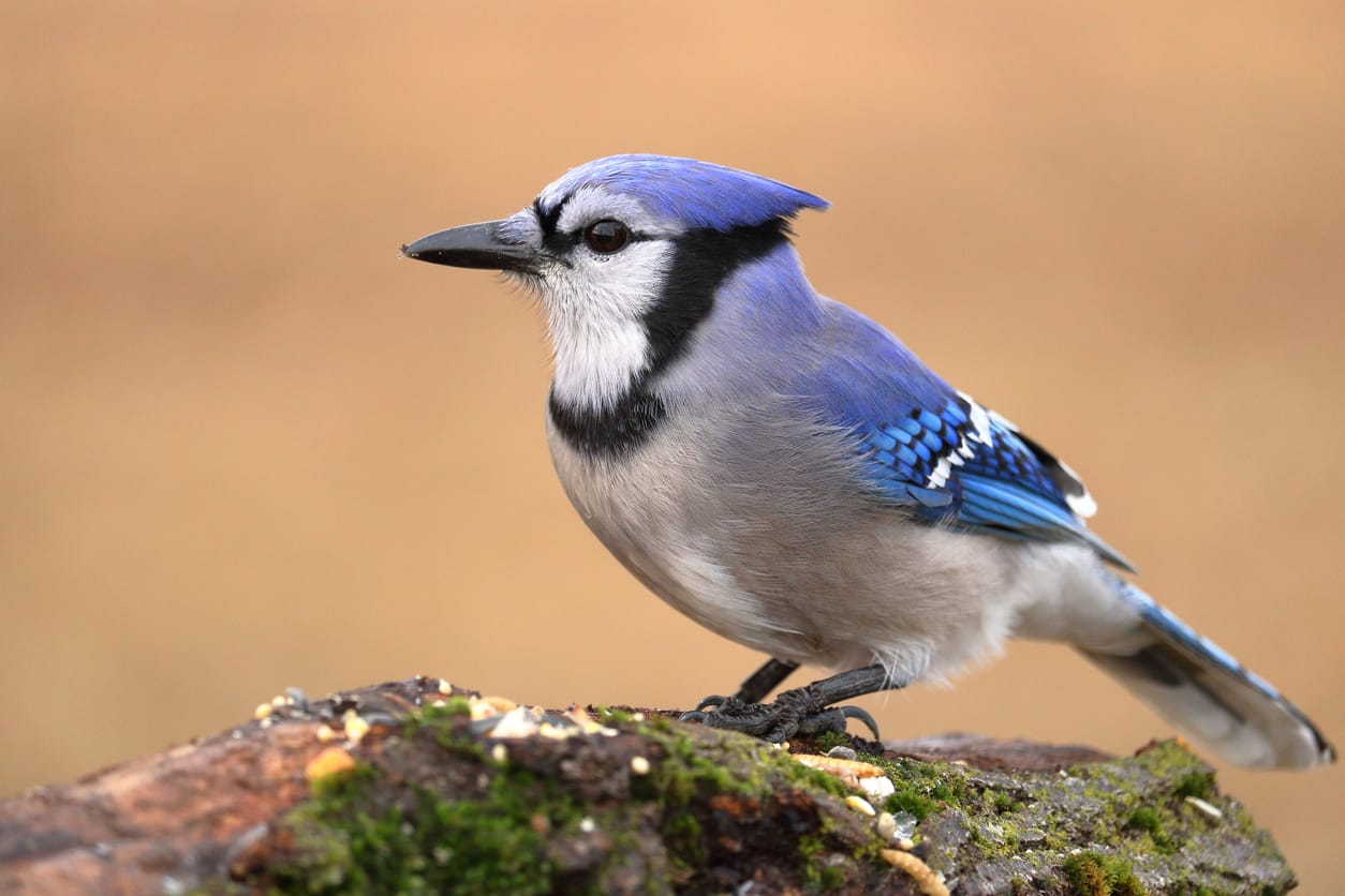 Why Do Blue Jays Peck Wood? A Comprehensive Guide in 2024