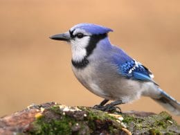 why do blue jays peck wood
