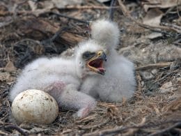 why do eagles roll their eggs