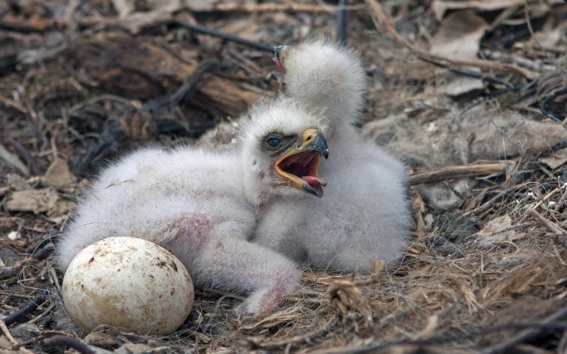 why do eagles roll their eggs