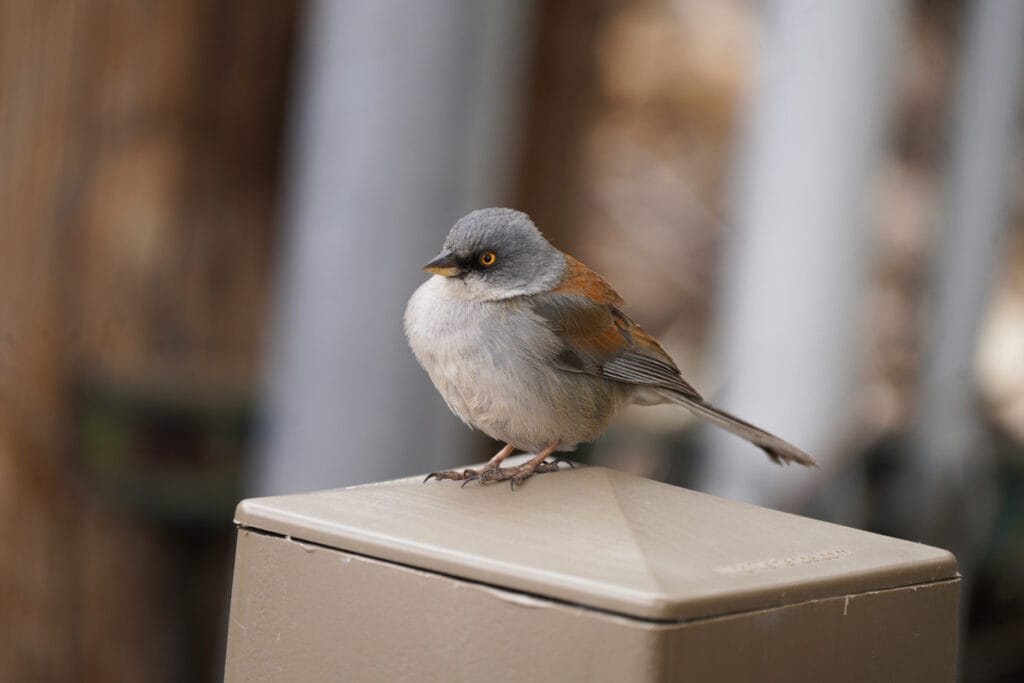 yellow eyed junco