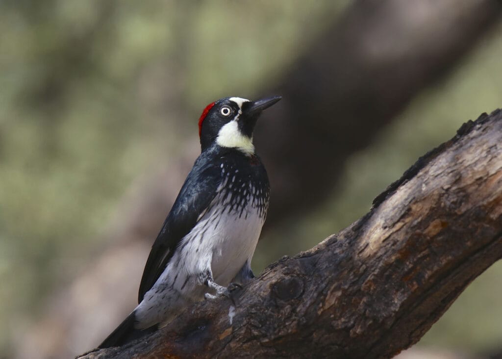 Acorn Woodpecker in colorado