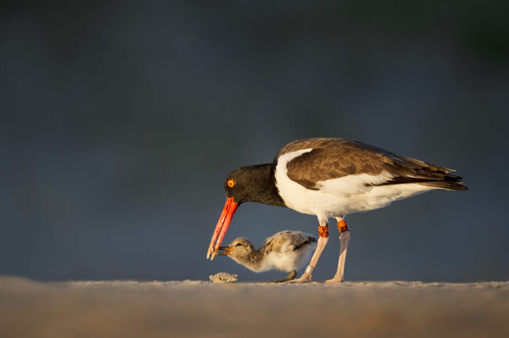 American Oystercatcher