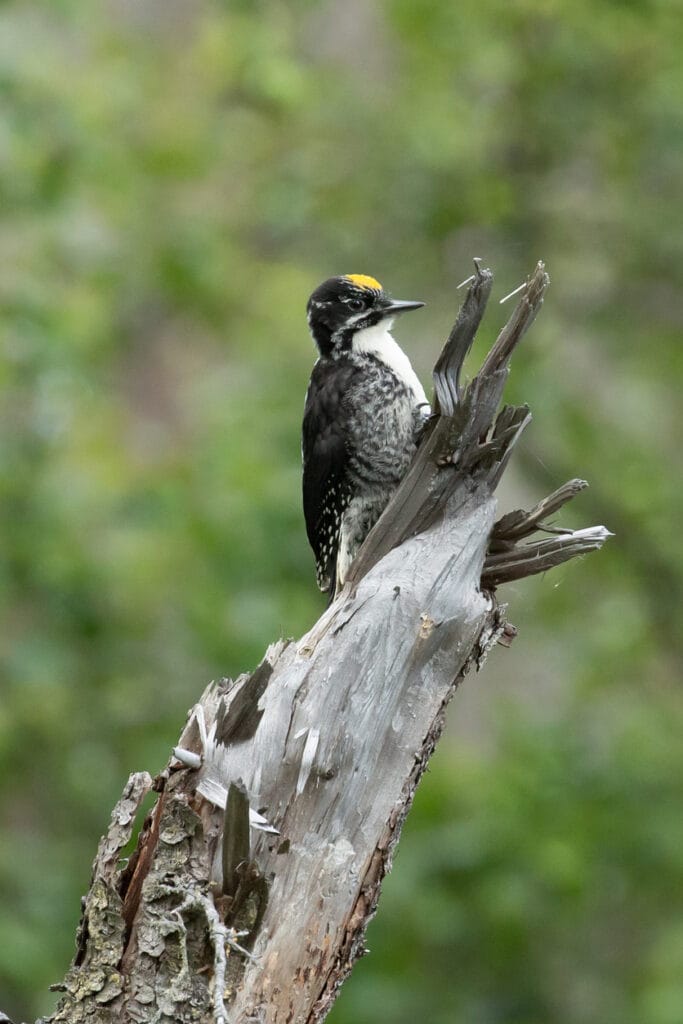 American Three-Toed Woodpecker