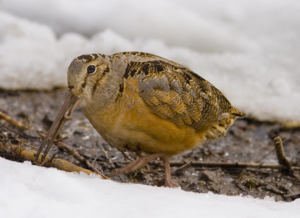 Woodcock with long beak