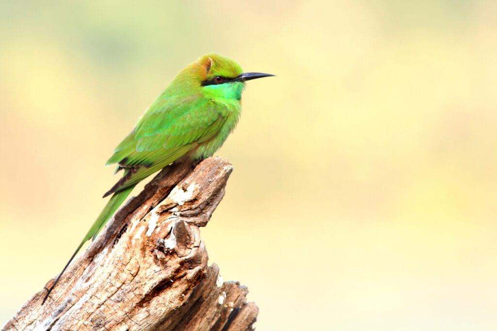 Asian Green Bee-eater