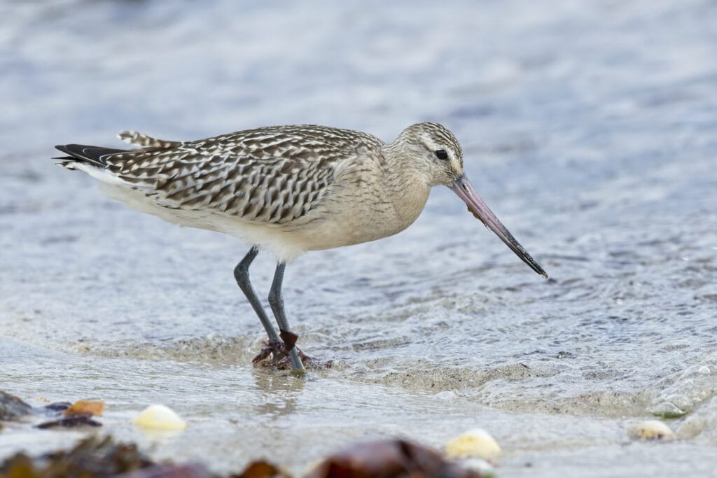 Bar-Tailed Godwit