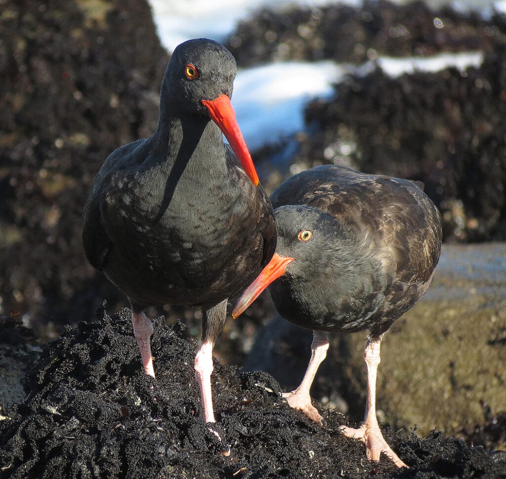 Black Oystercatcher