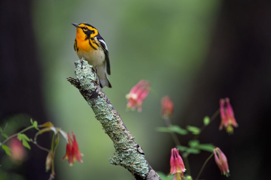 Blackburnian Warbler