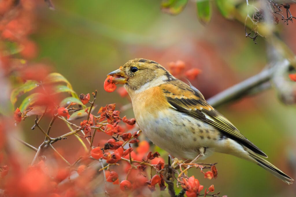 Brambling Bird