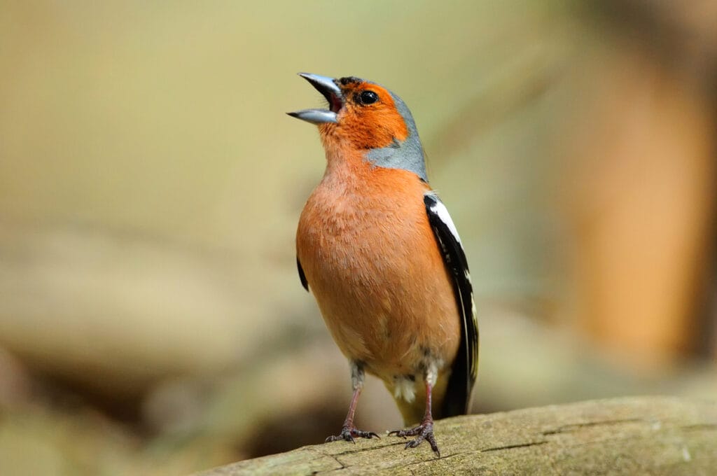 Chaffinch