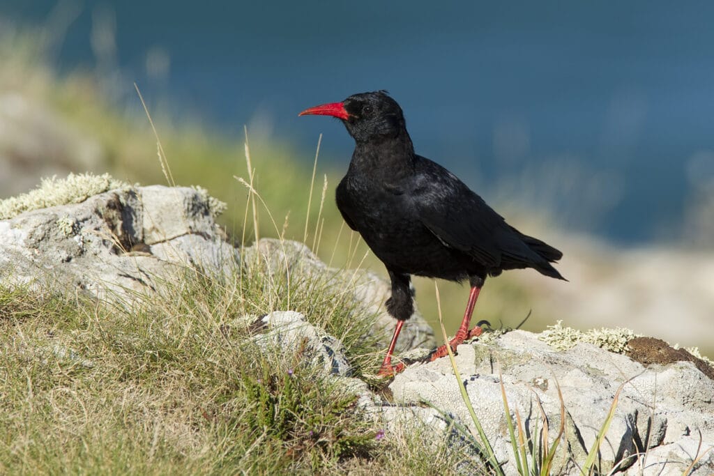 Chough