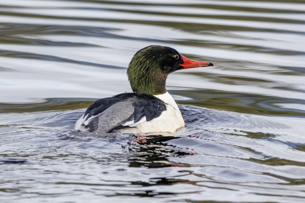 Common Merganser