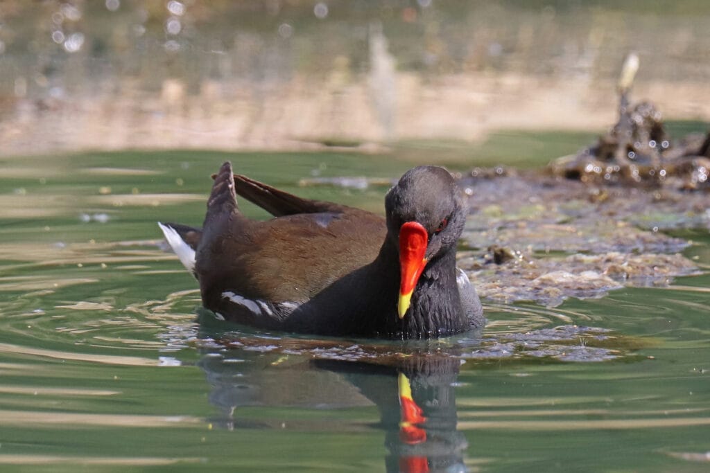 Common Moorhen