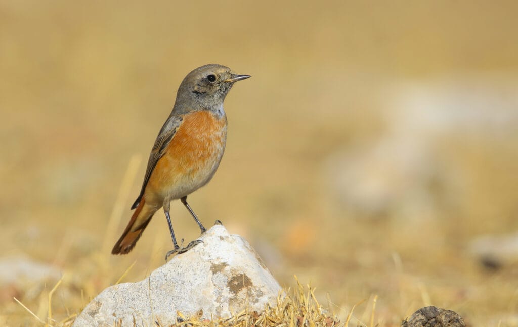 Common Redstart