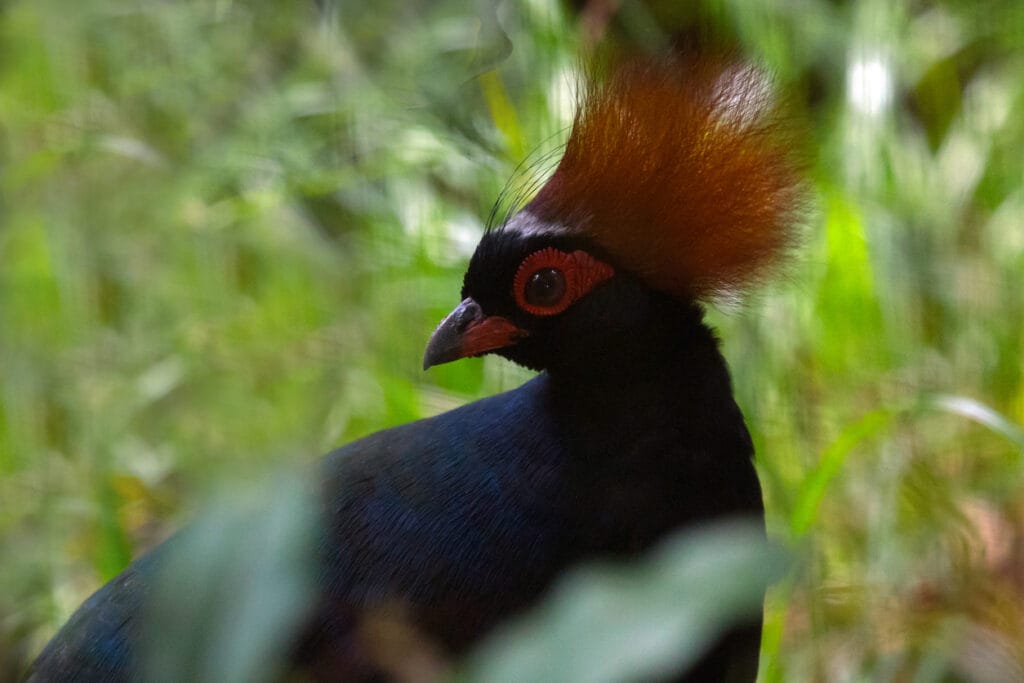 Crested Partridge