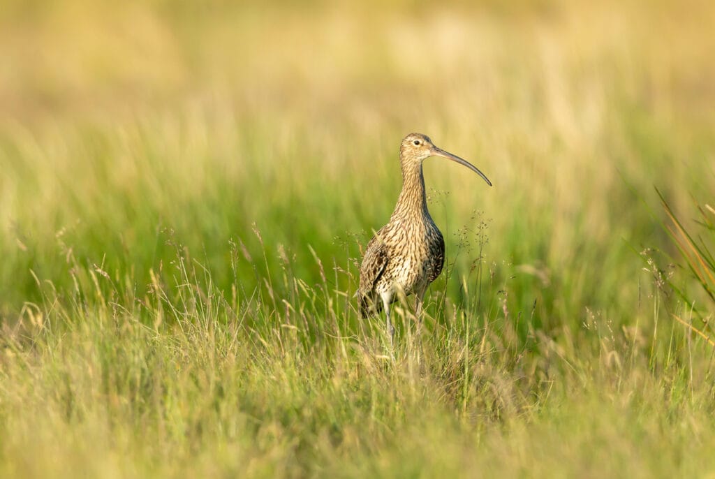 Curlew