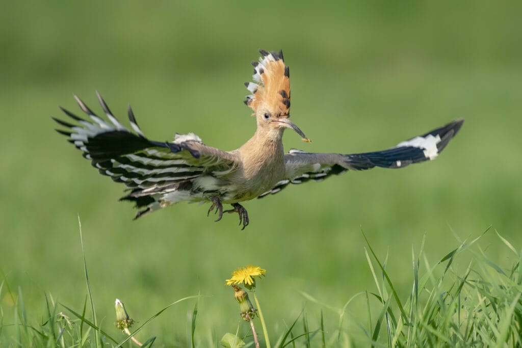 Eurasian hoopoe