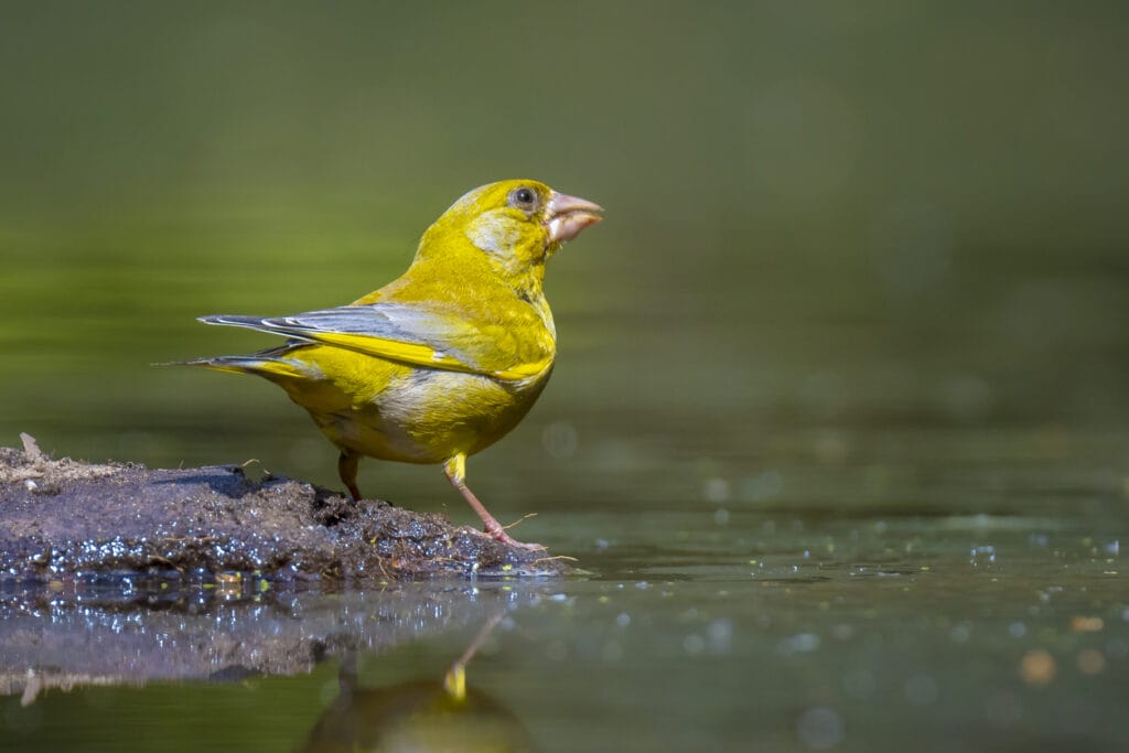 European Greenfinch