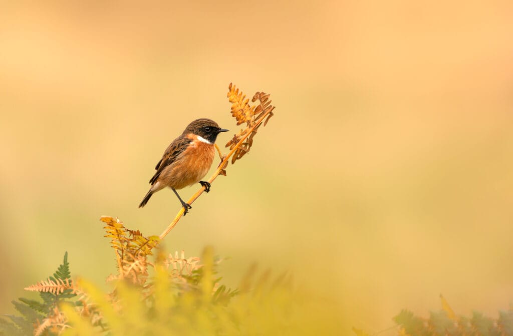 European Stonechat