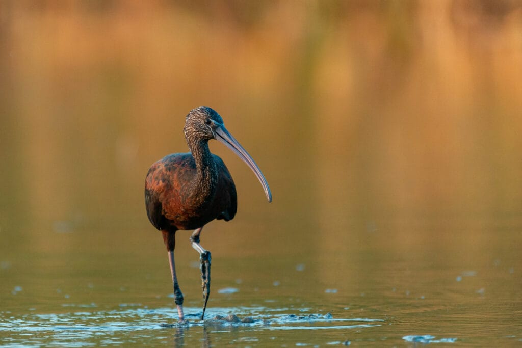 Glossy Ibis