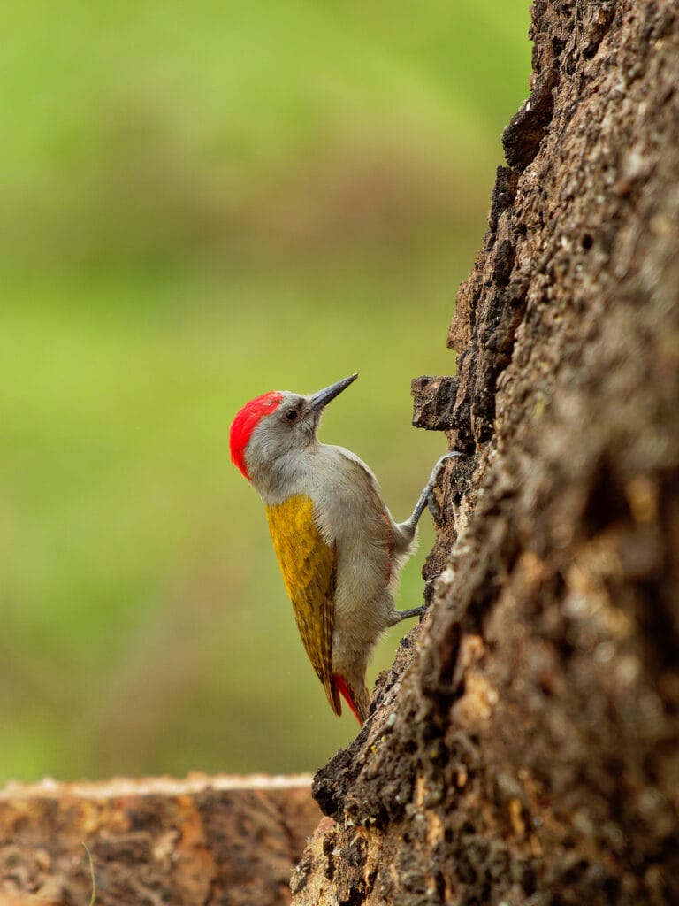 Gold-Fronted Woodpecker