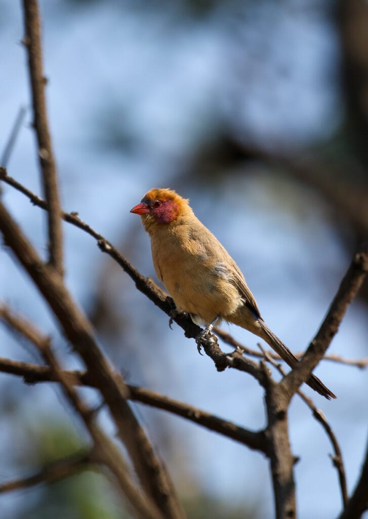 Golden-Breasted Waxbill