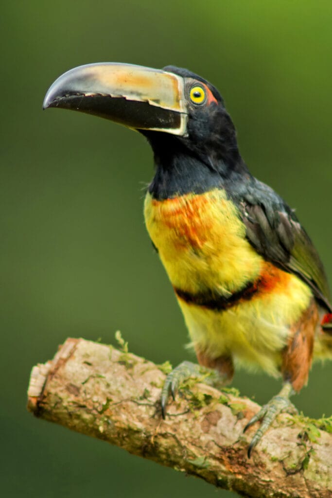 Green Aracari