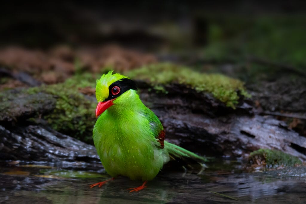 Green Magpie