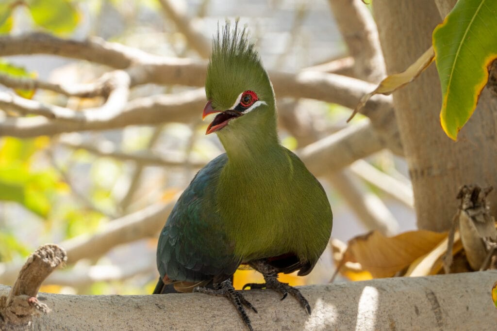 Guinea Turaco