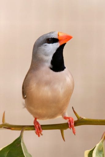 Heck’s Grassfinch