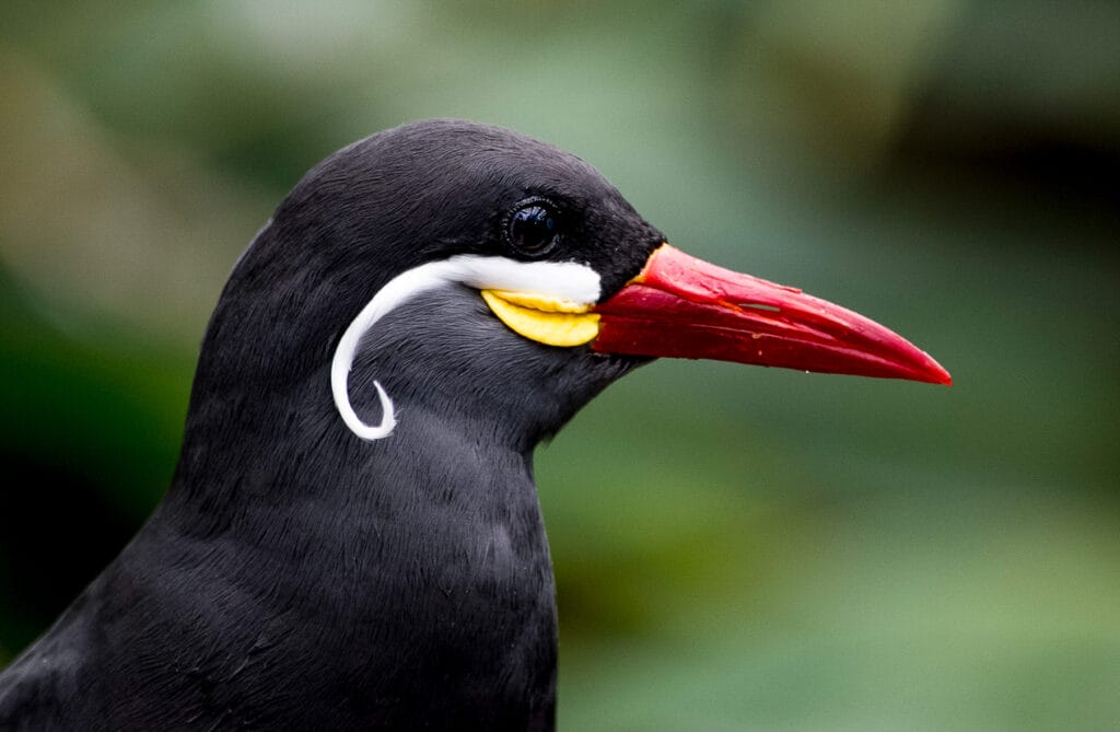 Inca Tern