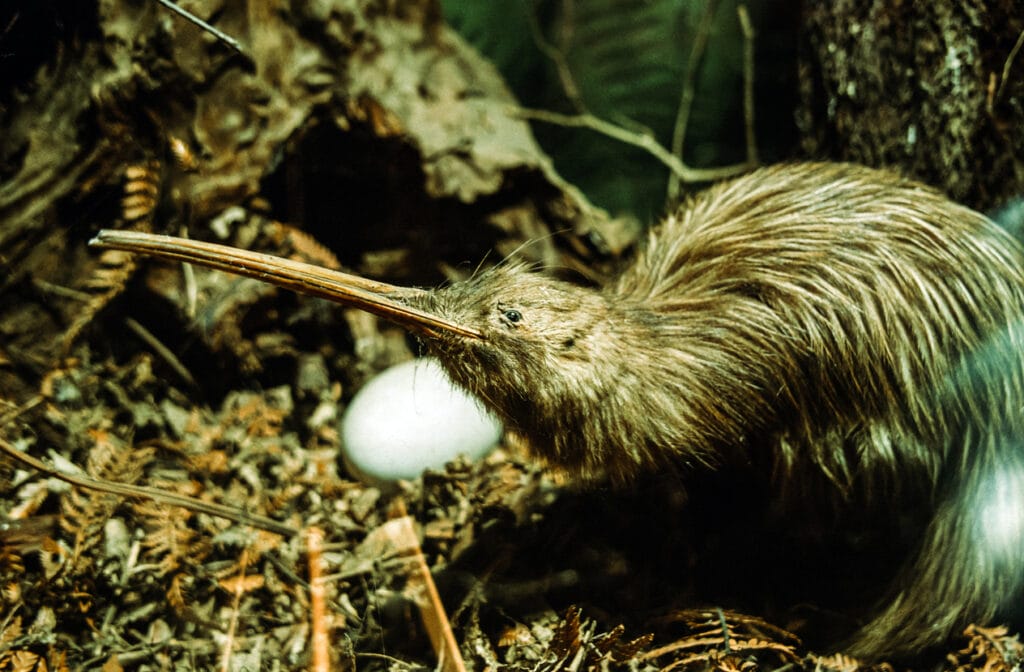 Kiwi Bird with long beak