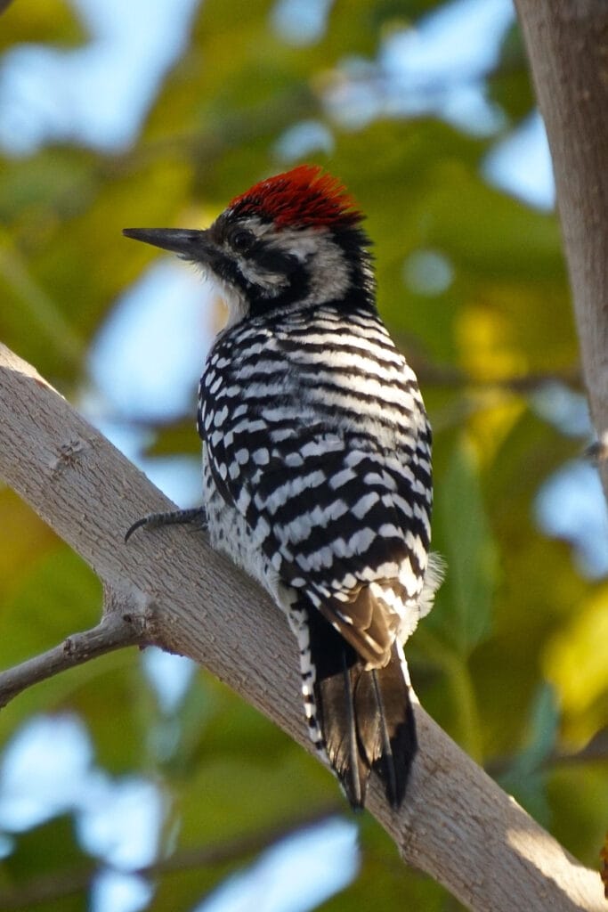 Ladder-Backed Woodpecker