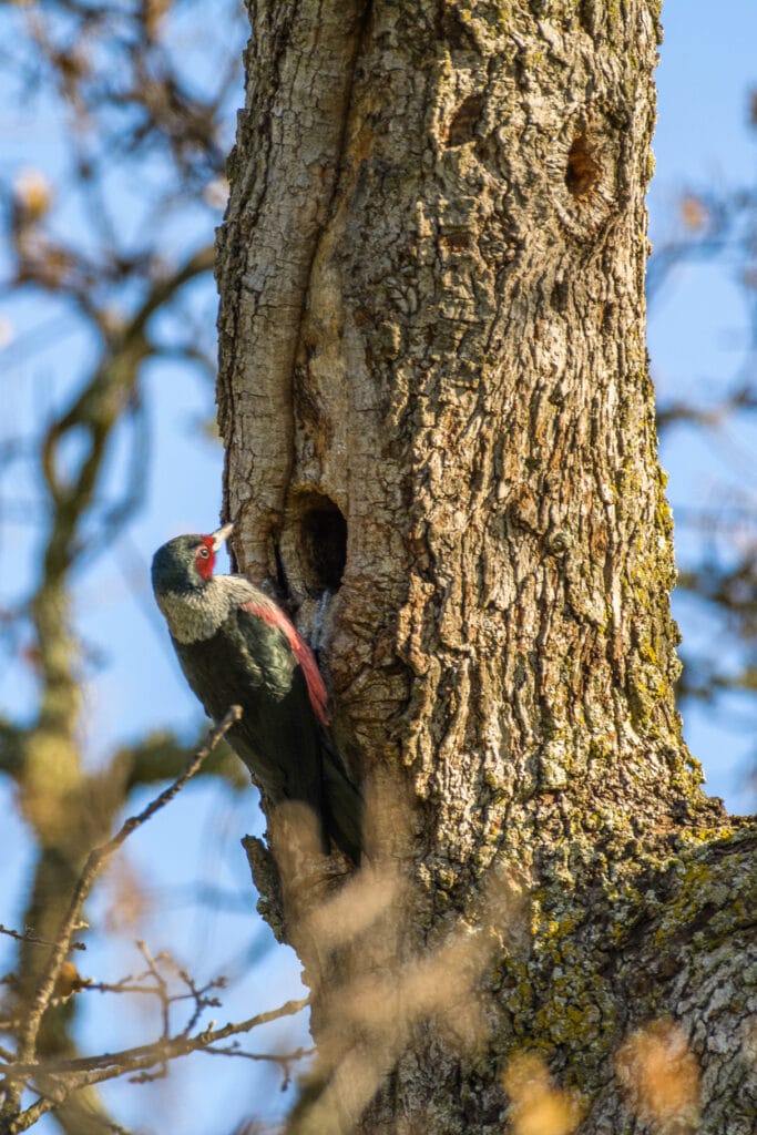 Lewis woodpecker sitting on tree and making hole