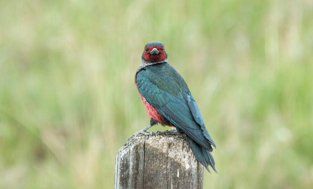 Lewis’s Woodpecker