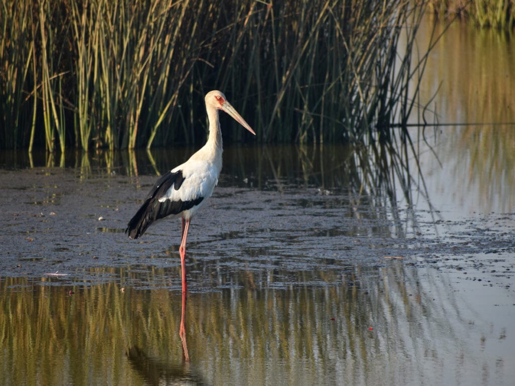 Maguari Stork