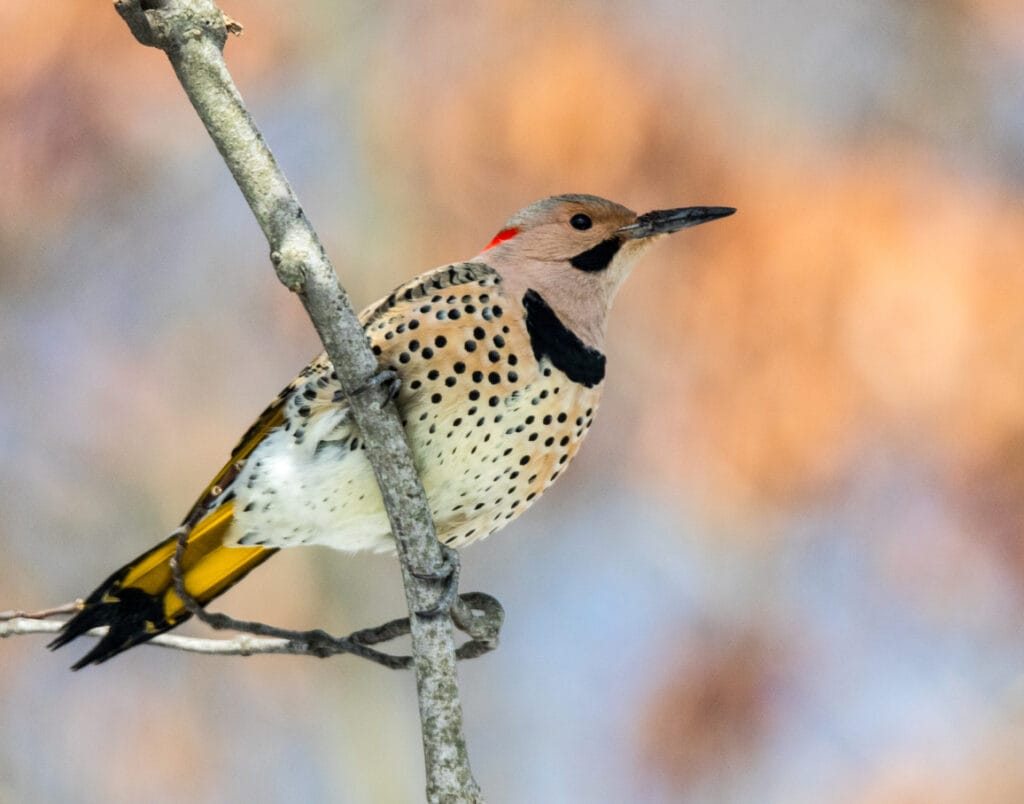 Northern Flicker on branch