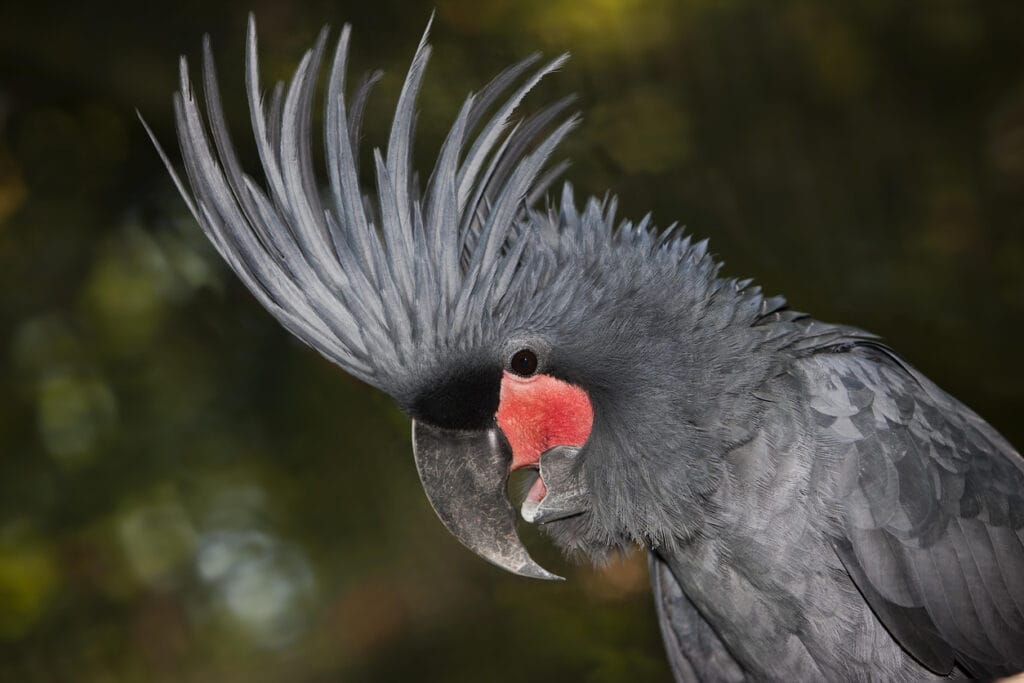 Palm Cockatoo