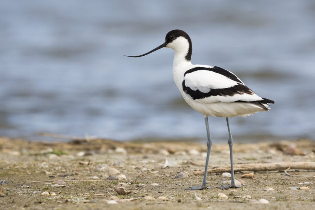 Pied Avocet