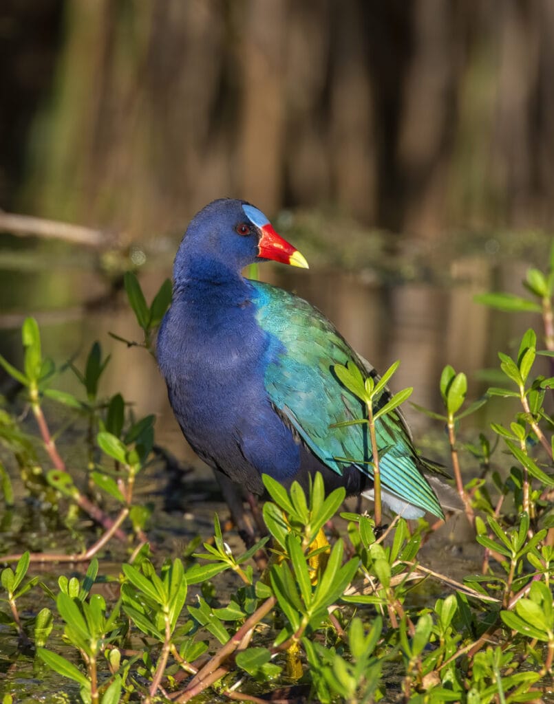 Purple Gallinule